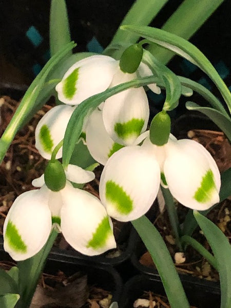 Galanthus 'Ivington Green'