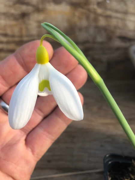 Galanthus ‘Treasure Island'