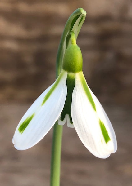 Galanthus ‘South Hayes'