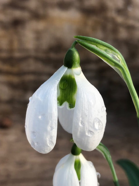 Galanthus ‘Salad Bowl’