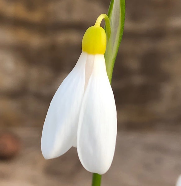 Galanthus woronowii 'Elizabeth Harrison'