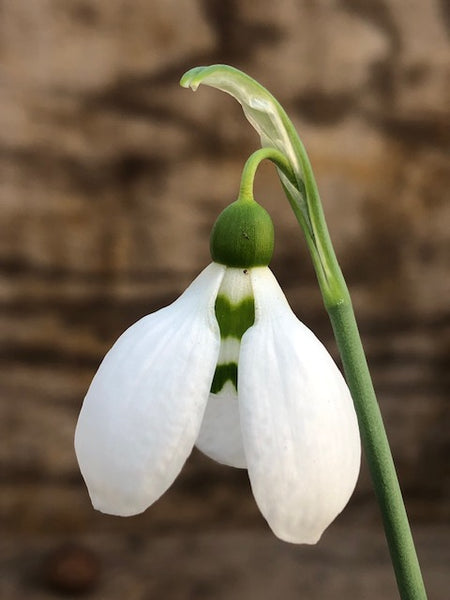 Galanthus ‘Bletsoe Castle’