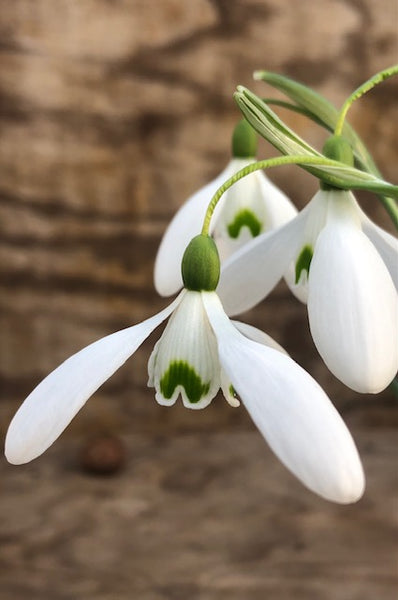 Galanthus ‘Wisley Magnet’