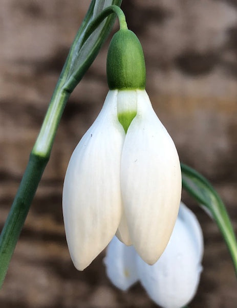 Galanthus ‘Anglesey Aurora’