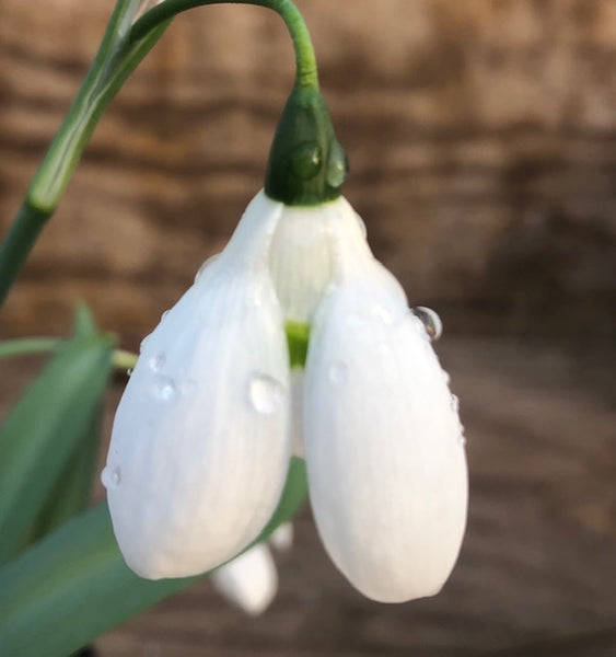 Galanthus ‘Natalie Garton’