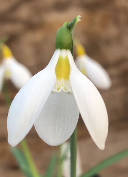 Galanthus 'Schorbuser Lampion'