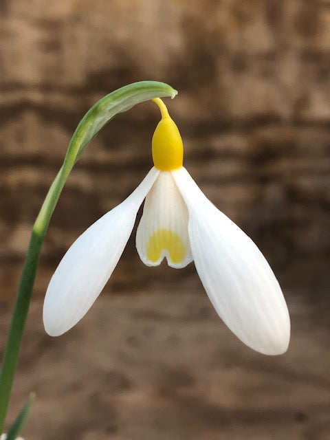Galanthus ‘Dryad Gold Bullion’