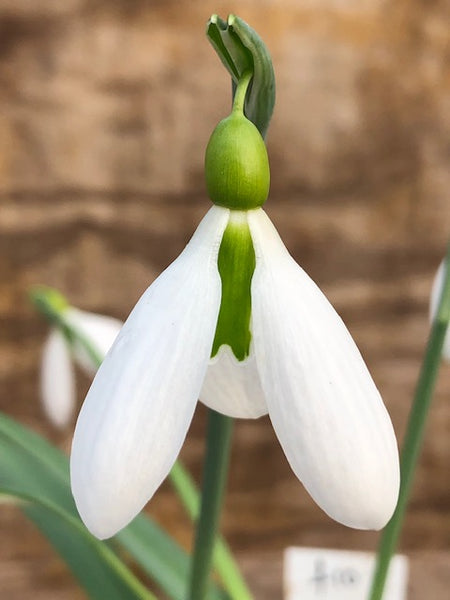 Galanthus ‘Tubby Merlin’