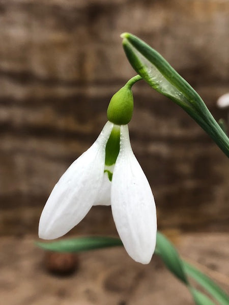 Galanthus gracilis ‘Corkscrew’