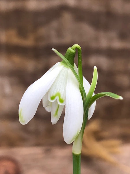Galanthus nivalis 'Doncaster's Double Charmer'