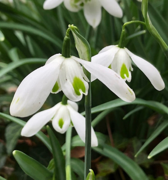 Galanthus ‘Desdemona’