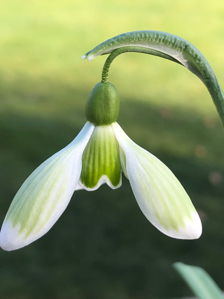 Galanthus nivalis ‘Wessex Green' (S032)
