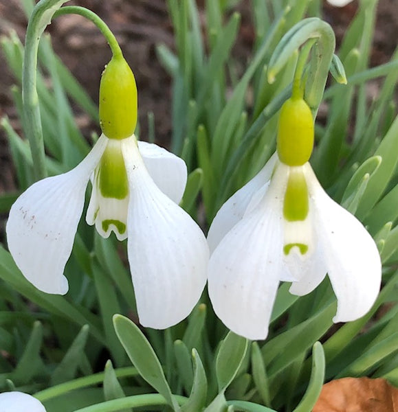 Galanthus  gracilis ‘Vic Horton’