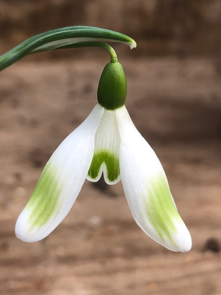 Galanthus nivalis ‘Angelina’