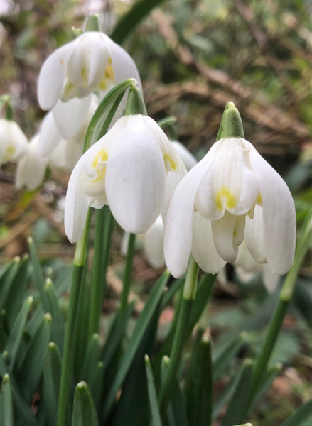Galanthus nivalis  'Lady Elphinstone'