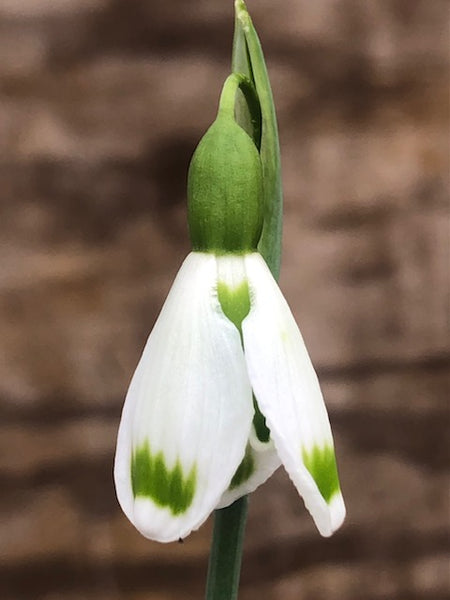 Galanthus plicatus ‘Josie’