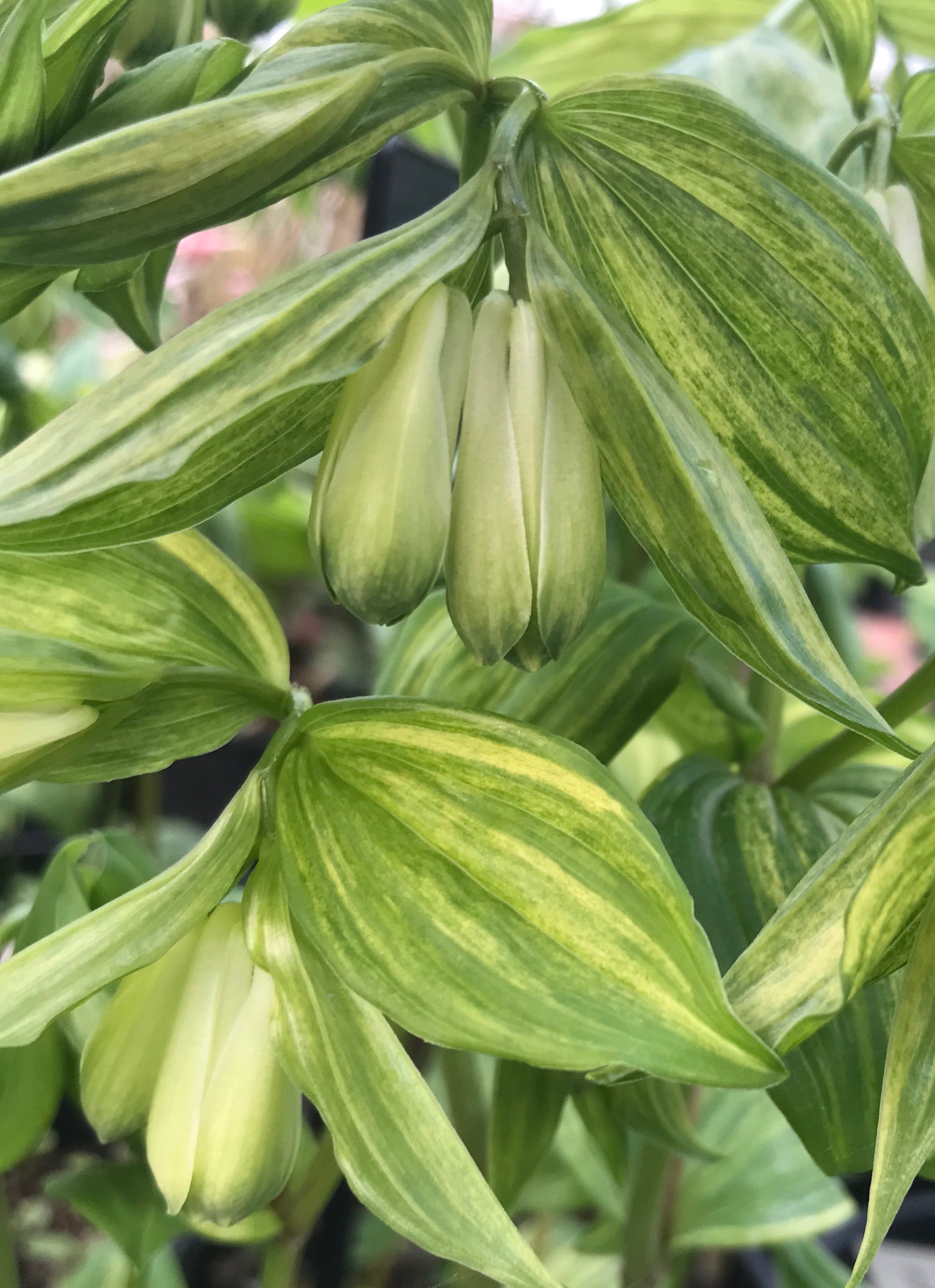 Disporum sessile ‘Kinga’