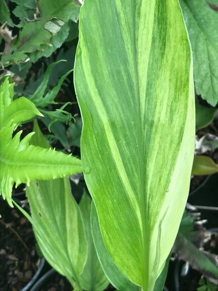 Zingiber mioga ‘Silver Arrow'’