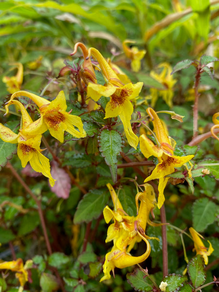 Impatiens stenantha