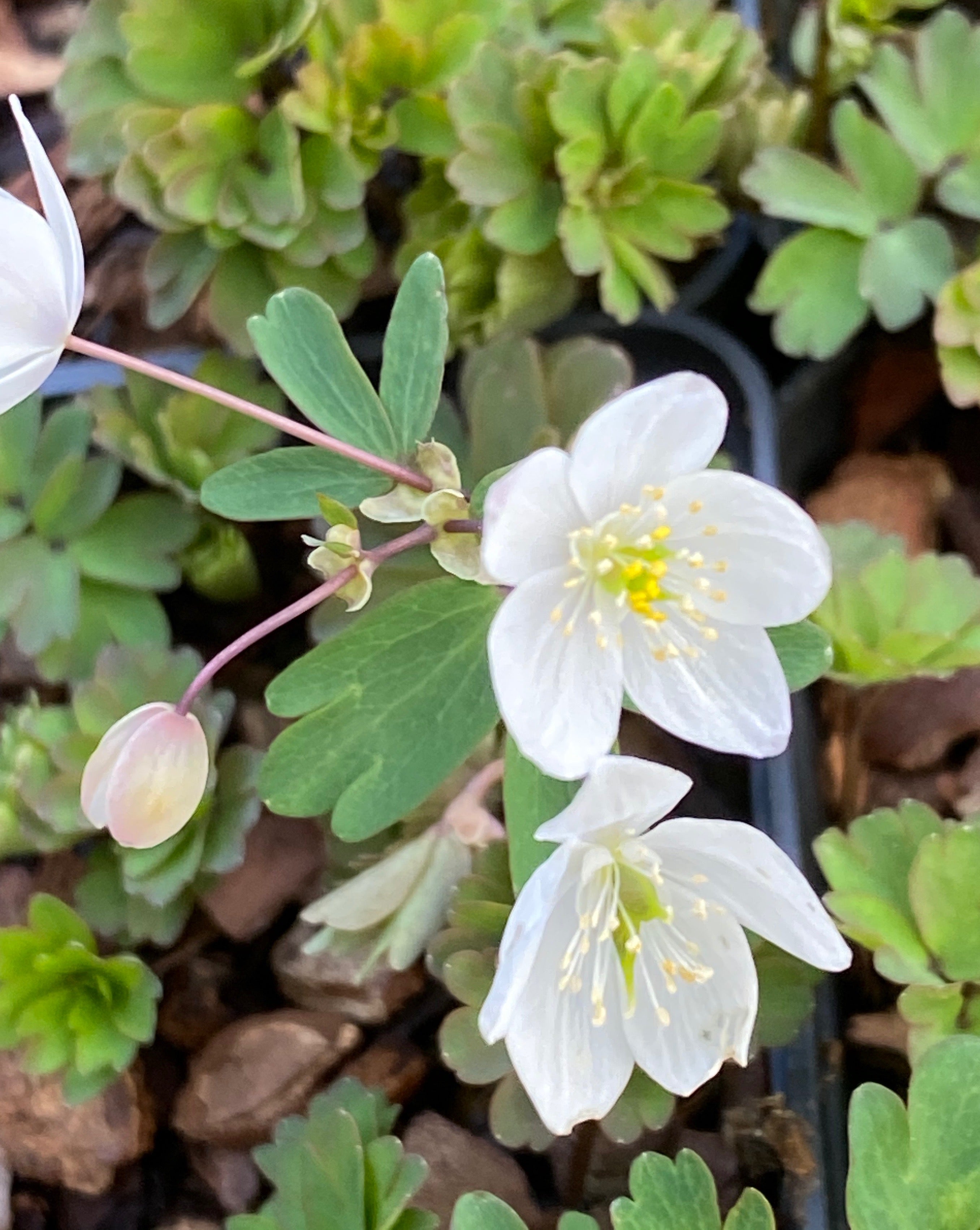 Isopyrum thalictroides