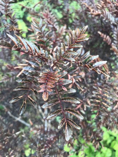 Zanthoxylum piperitum - purple-leaved form