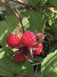 Rubus phoenicolasius