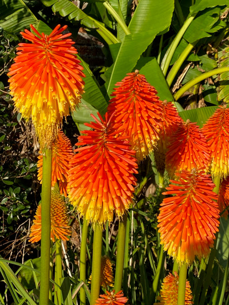 Kniphofia rooperi AGM