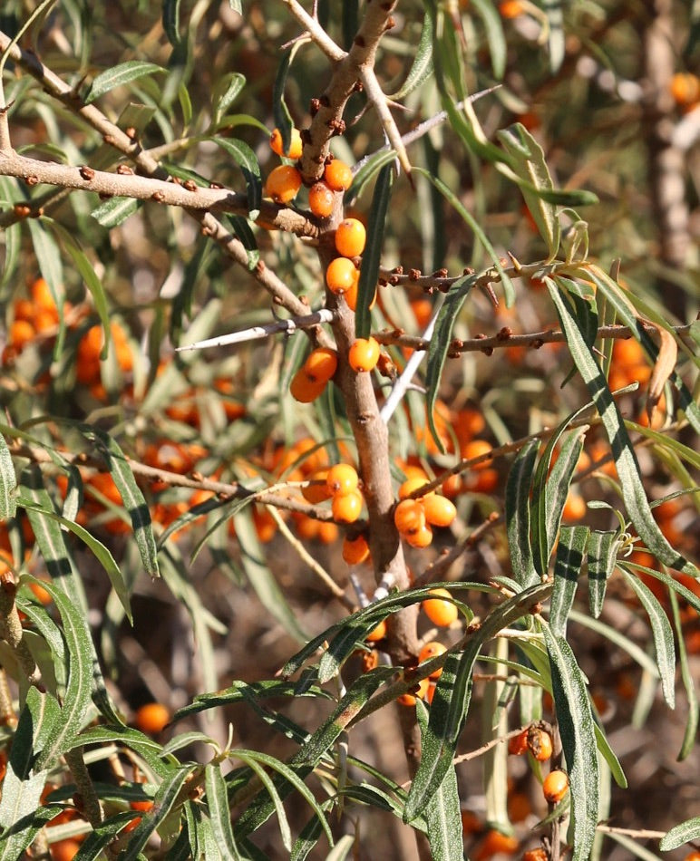 Hippophae rhamnoides AGM