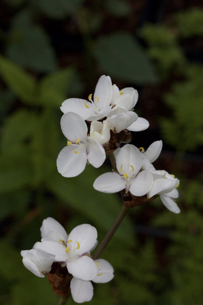 Libertia procera