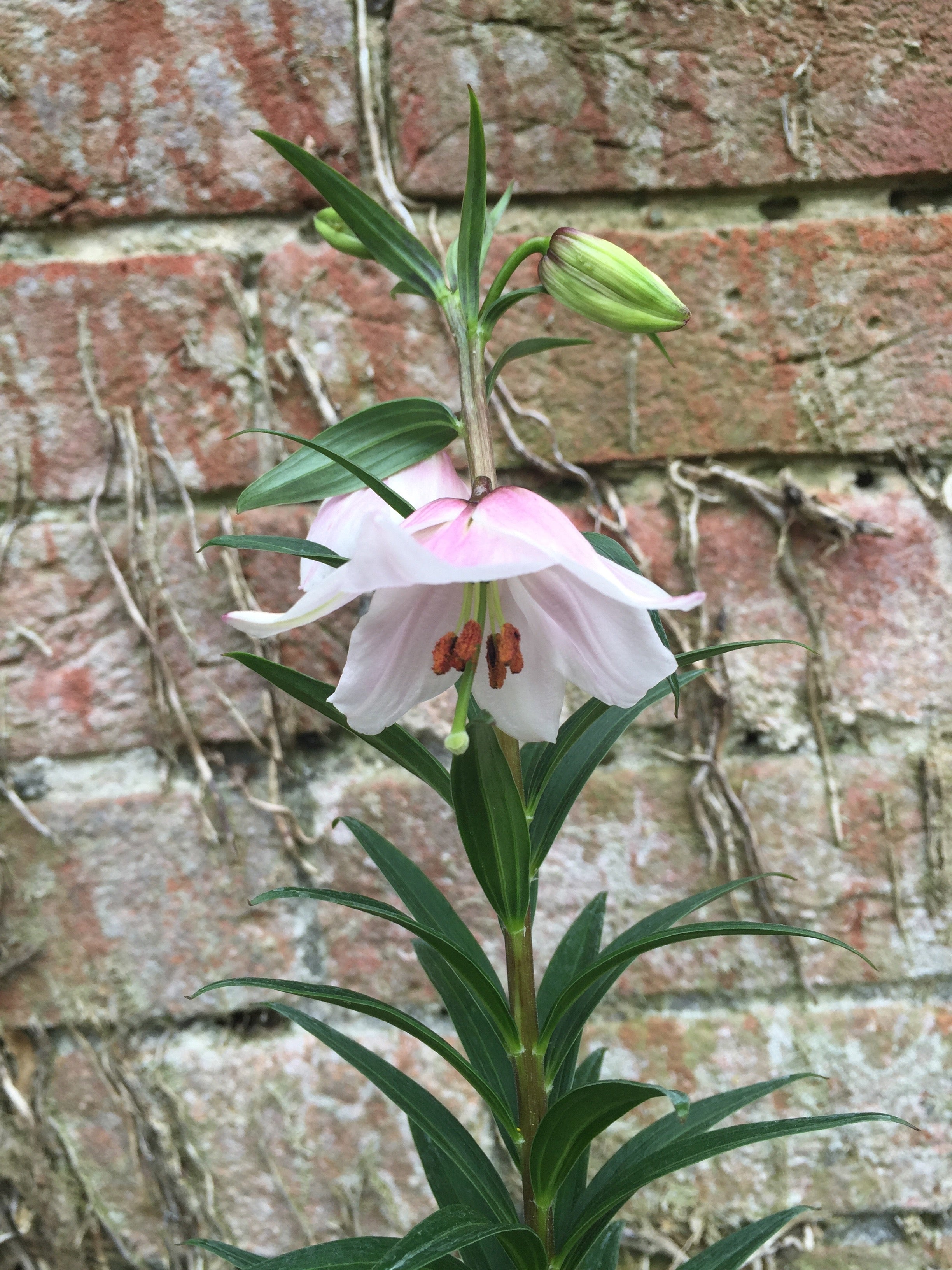 Lilium mackliniae