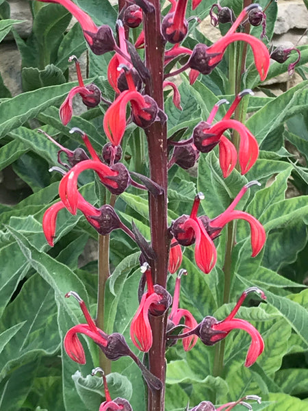 Lobelia tupa