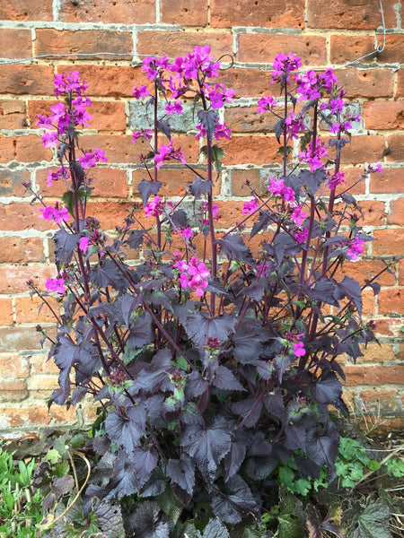 Lunaria annua 'Chedglow'