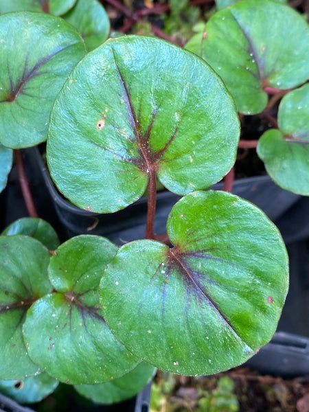 Lysimachia christinae 'Zixin'
