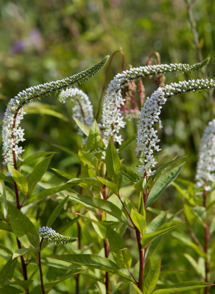 Lysimachia barystachys 'Hunting Brook'