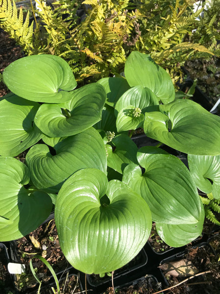 Maianthemum bifolium subsp. kamtschaticum