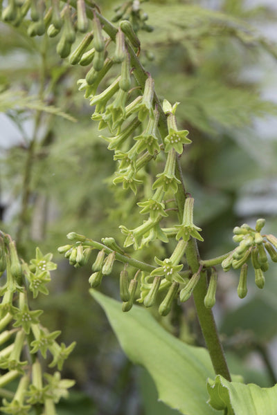 Maianthemum henryi