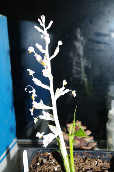 Mantisia (Globba) saltatoria