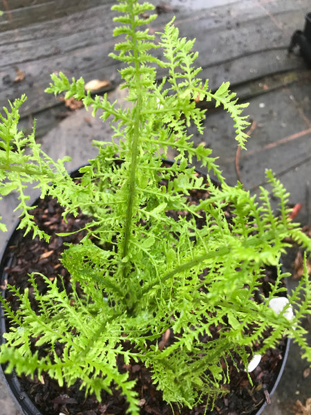 Matteuccia struthiopteris 'Bedraggled Feather'