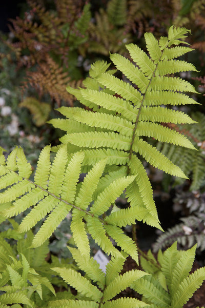 Matteuccia orientalis