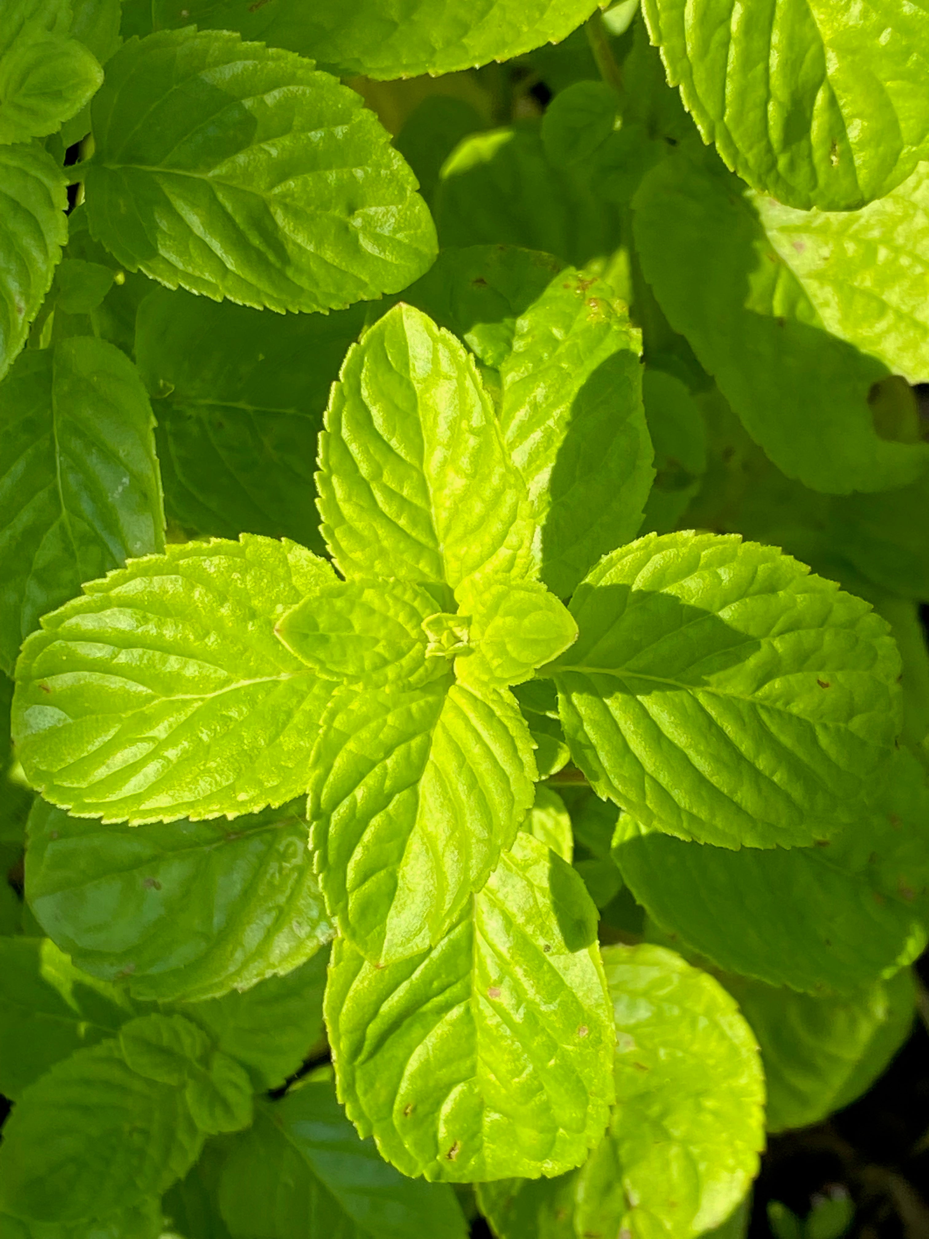 Mentha arvensis var. piperascens