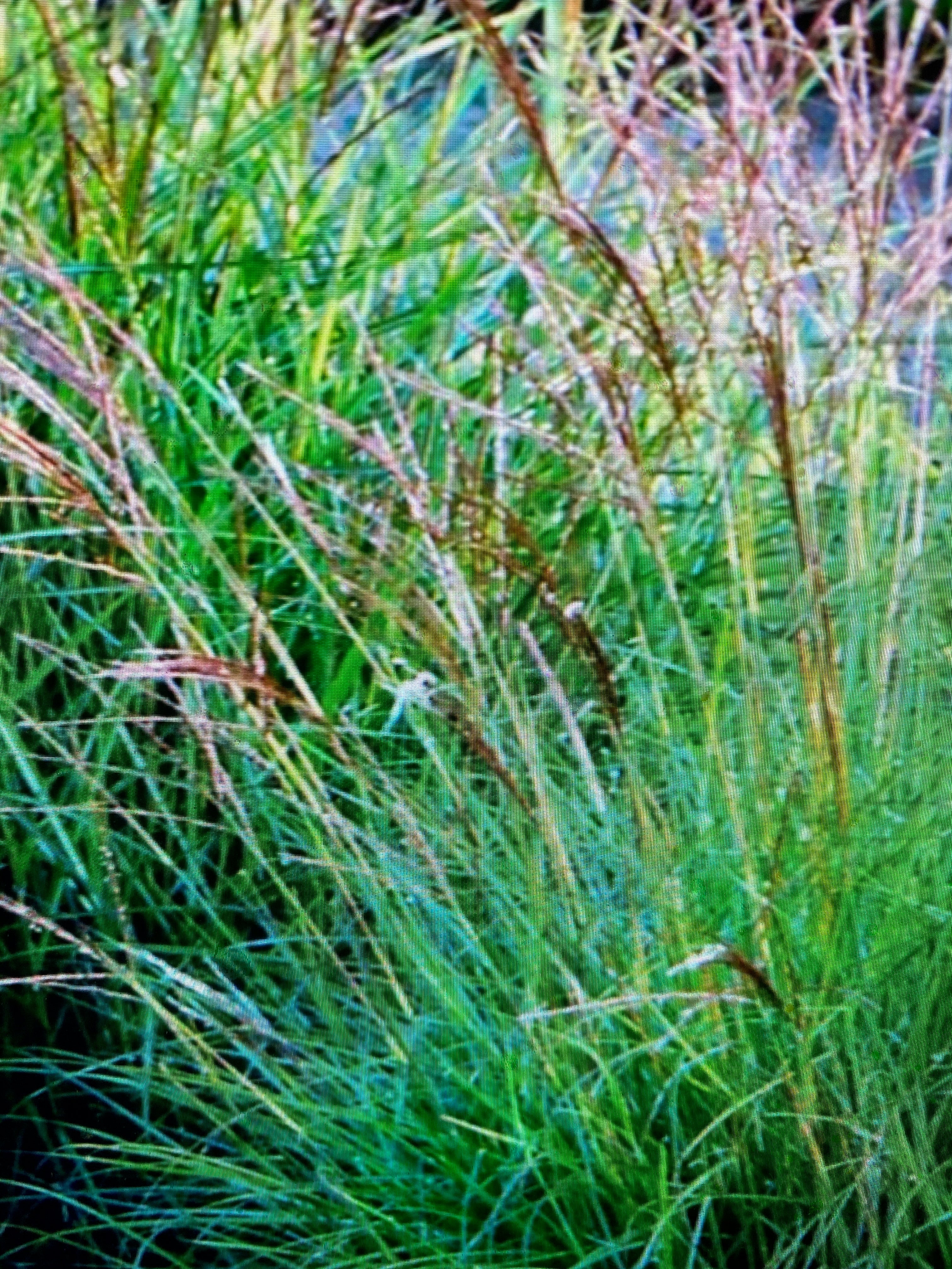 Miscanthus sinensis ‘Cute One’