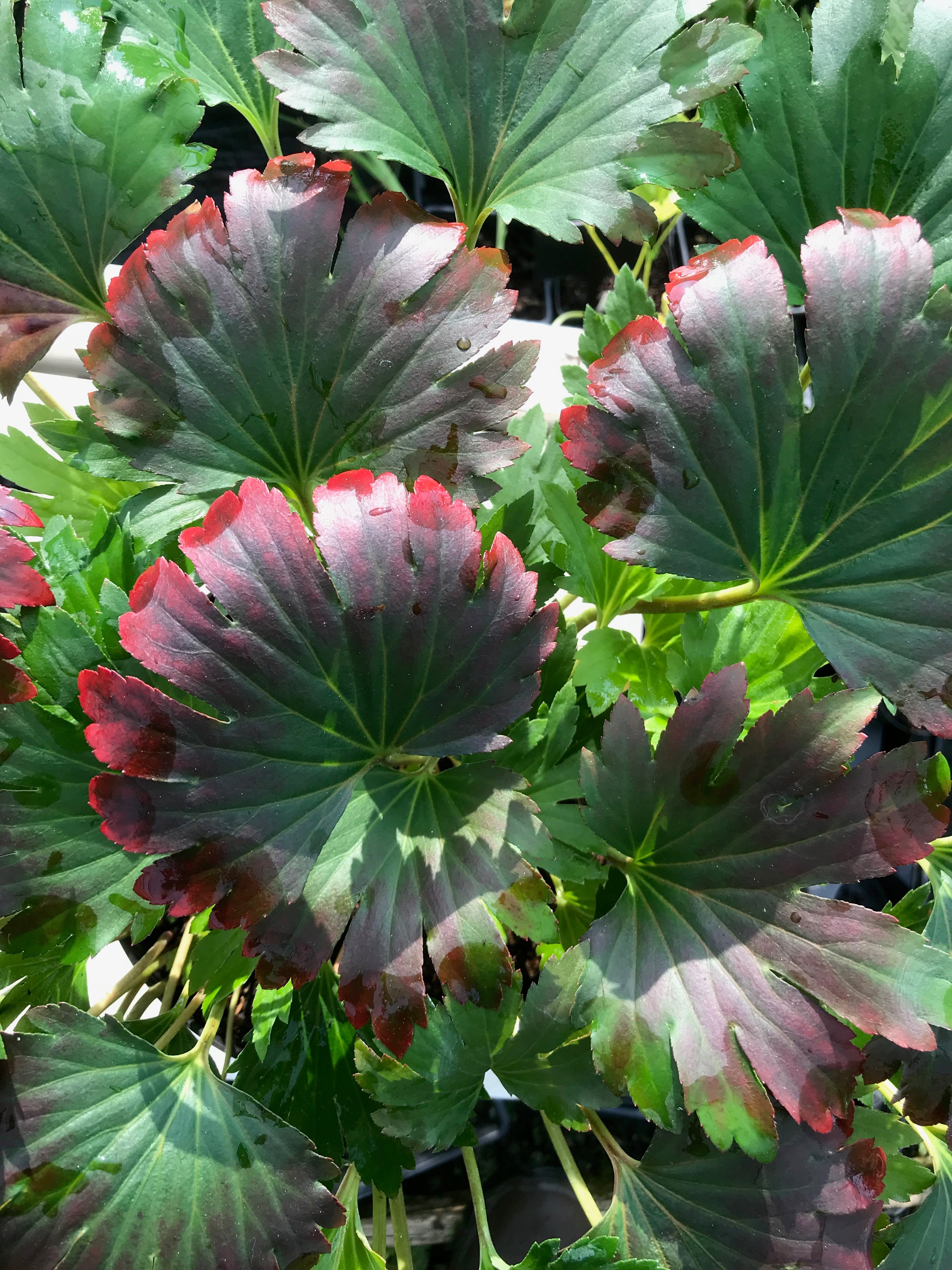 Mukdenia rossii &#39;Crimson Fans&#39;