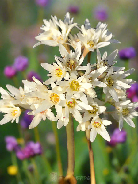 Mukdenia acanthifolia