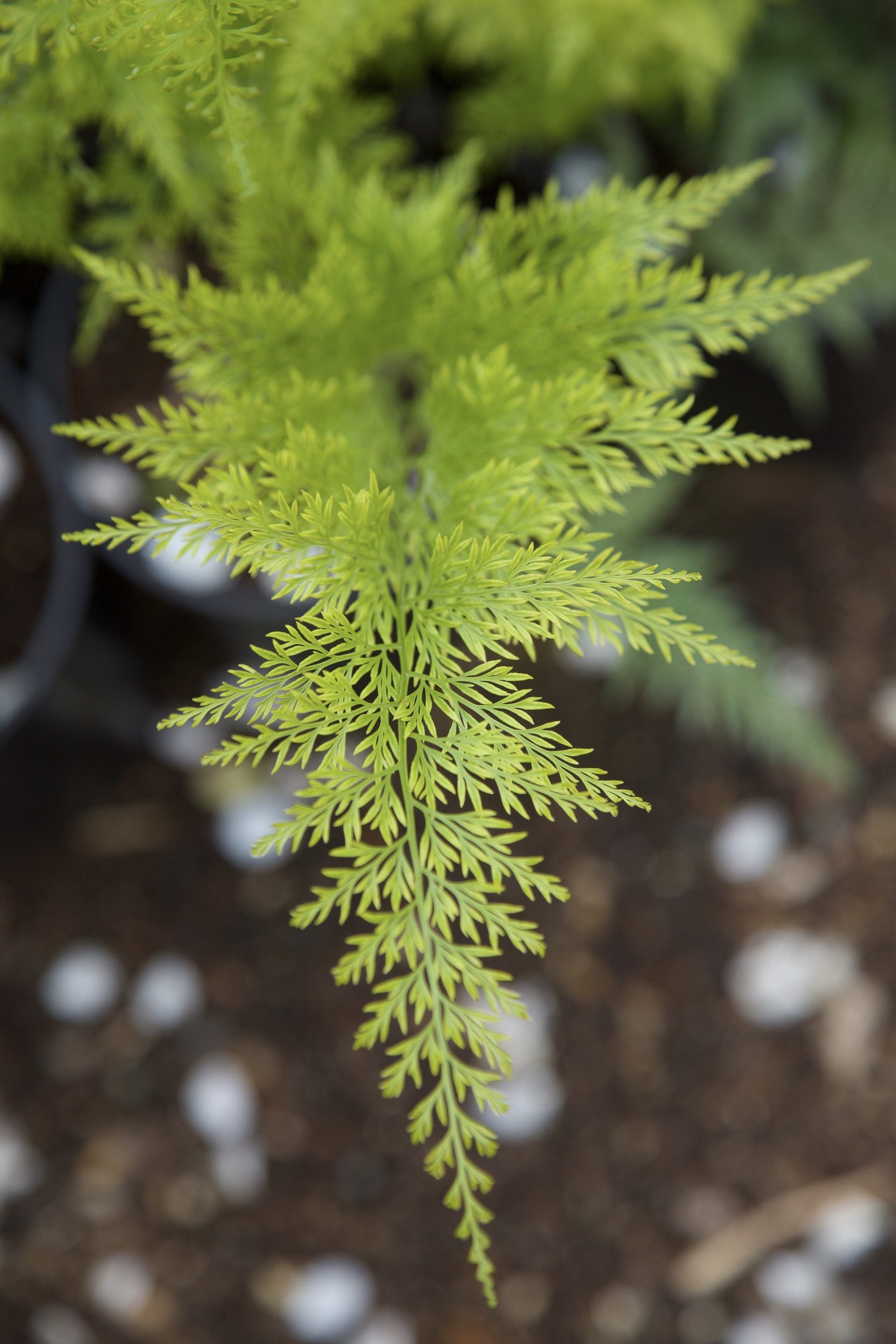 Onychium japonicum