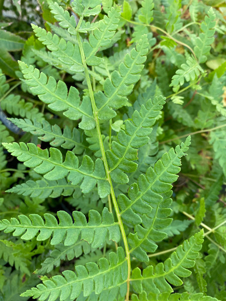 Osmunda cinnamomea AGM