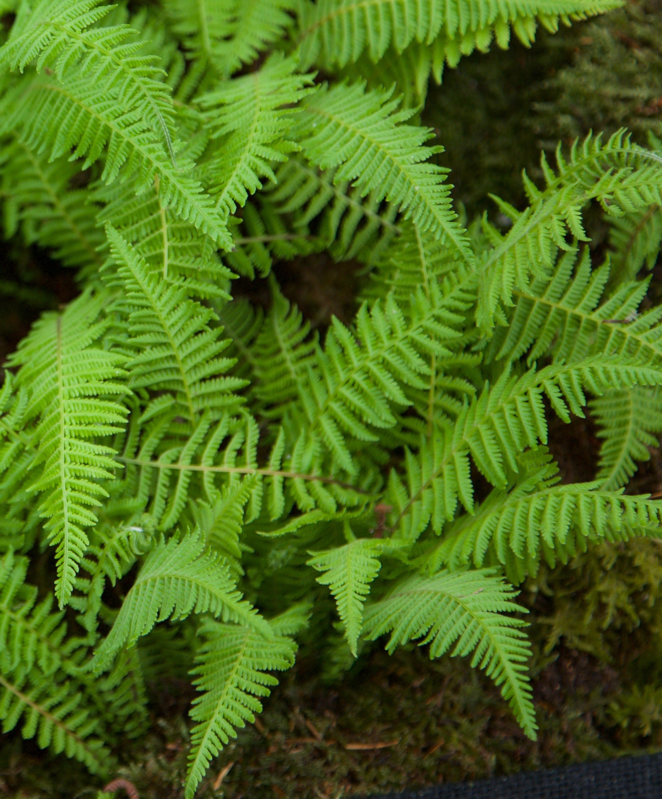 Parathelypteris beddomei