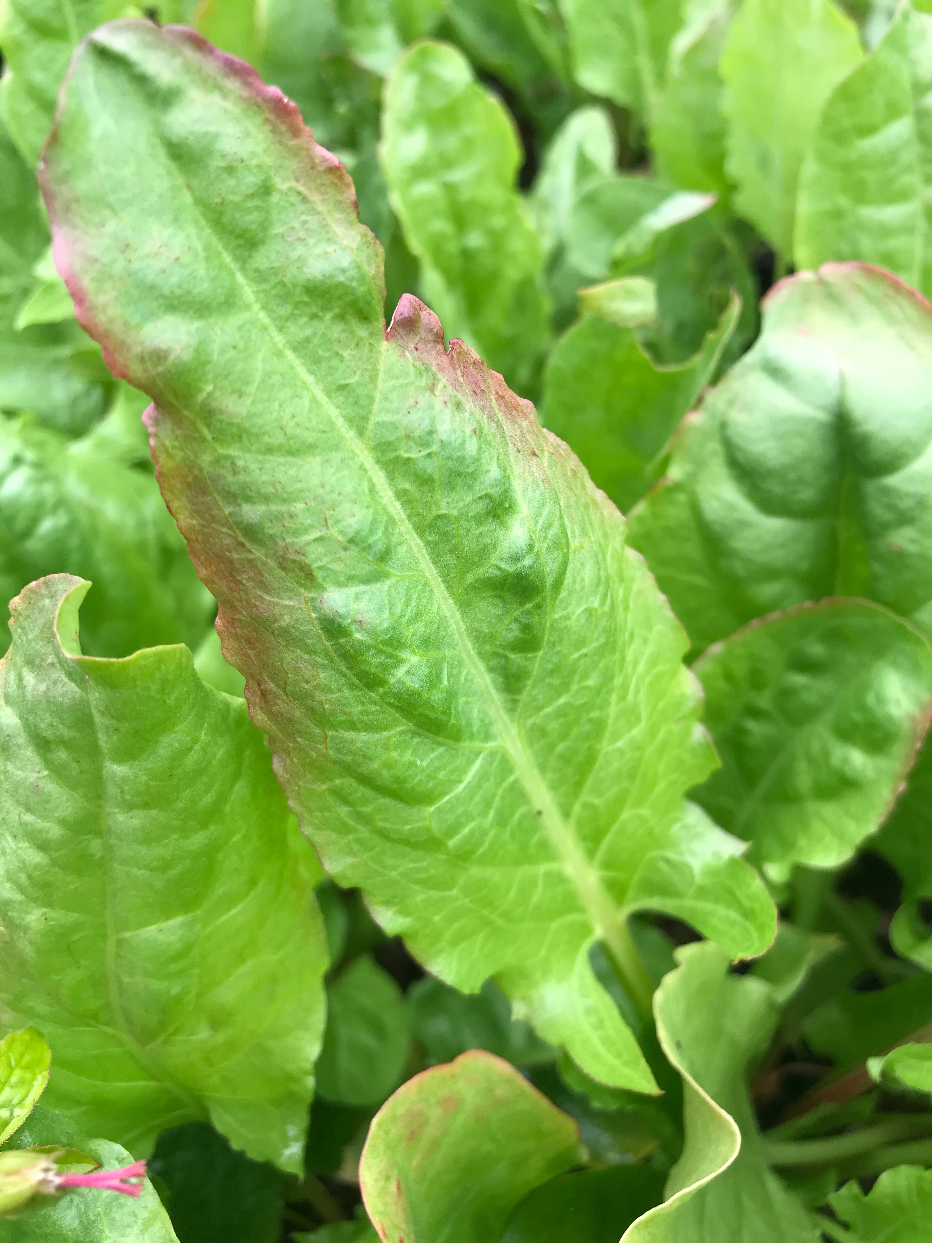 Rumex patientia