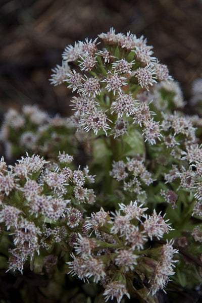 Petasites paradoxus