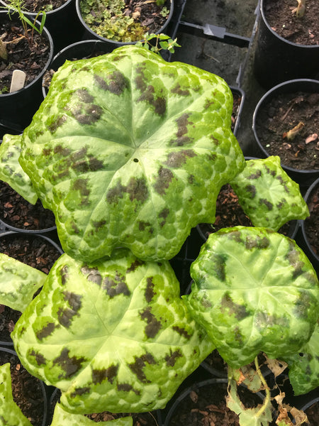Podophyllum ‘Kaleidoscope’