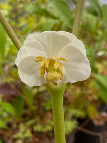 Podophyllum peltatum
